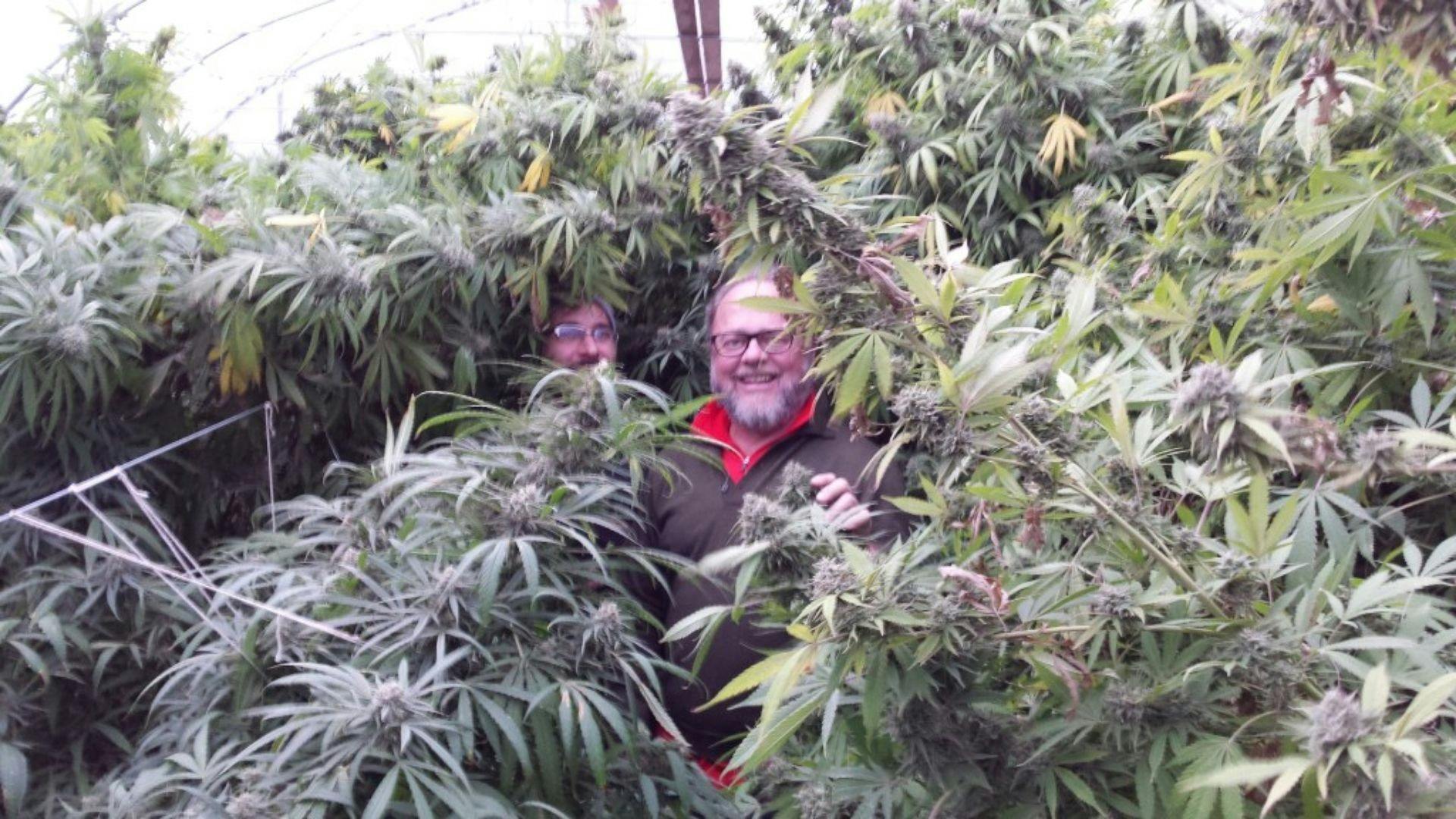 Premium Seed Market The finest at a price you can afford Leafly